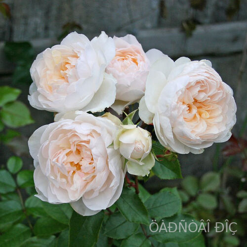 ������� ��������� ���������� (Stephanie Baroninzu Guttenberg)