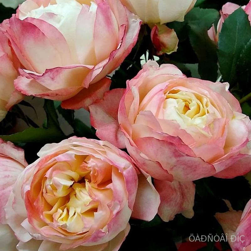 ��������� ���� (Princess Suki�)