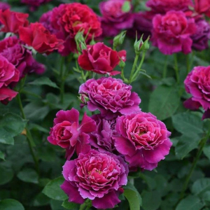 ��������� (Vaguelette)