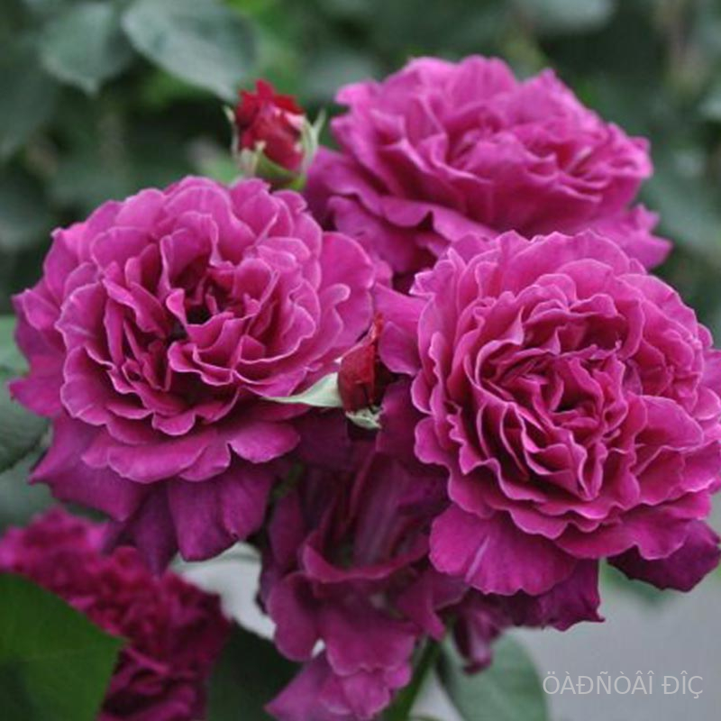 ��������� (Vaguelette)