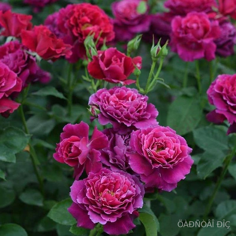 ��������� (Vaguelette)